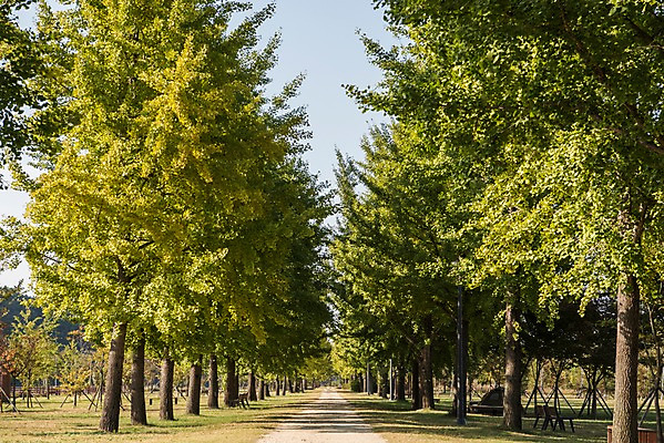 포토 JPG 주간 여행 풍경 잔디 초원 사람없음 야외 가을풍경 산책로 가로수 은행나무 국내여행 강천섬 국내포토 여주시 자연요소 나무 식물 길 섬 경기도 파일형식 여주_지역 가을_계절