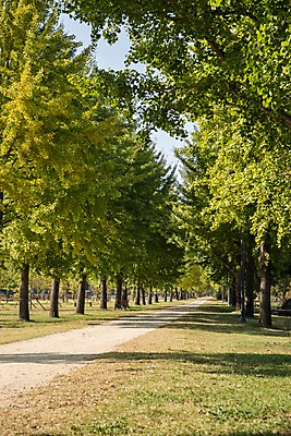 포토 JPG 주간 나무 여행 풍경 초원 사람없음 야외 가을풍경 산책로 가로수 은행나무 국내여행 강천섬 국내포토 여주시 자연요소 식물 길 섬 경기도 파일형식 여주_지역 가을_계절