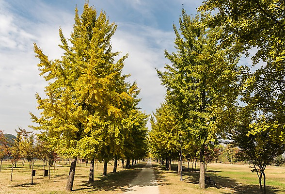 포토 JPG 주간 나무 구름 여행 하늘 풍경 초원 사람없음 야외 가을풍경 가로수 은행나무 국내여행 강천섬 국내포토 여주시 자연요소 식물 섬 경기도 파일형식 여주_지역 가을_계절
