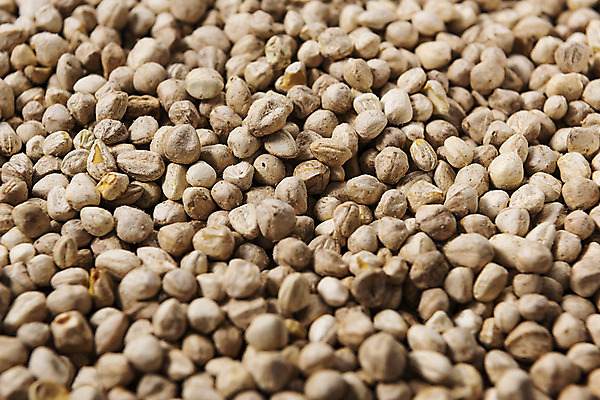 포토 JPG 스튜디오촬영 실내 근접촬영 사람없음 건강식품 건강식 웰빙음식 슈퍼푸드 모링가 국내포토 웰빙 음식 뷰포인트 건강 씨앗 내부 파일형식