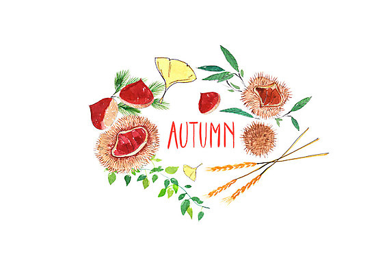 PSD 일러스트 붓터치 나뭇잎 수채화 사람없음 가을풍경 가을 밤 밤송이 은행잎 보리 번짐 솔잎 슈퍼푸드 국내일러스트 계절 잎 곡류 풍경 견과류 밤_견과류 건강식품 파일형식 효과 가을_계절