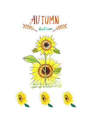 PSD 일러스트 붓터치 해바라기 수채화 사람없음 가을풍경 가을 번짐 국내일러스트 계절 꽃 풍경 파일형식 효과 가을_계절