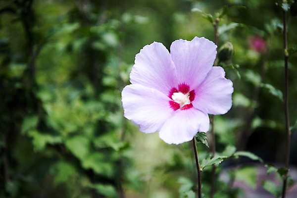 포토 JPG 주간 꽃잎 줄기 꽃밭 자연 풍경 사람없음 야외 아웃포커스 꽃봉오리 무궁화 국내포토 자연요소 식물 꽃 촬영기법 생태계 파일형식