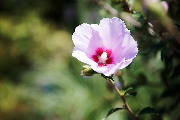 포토 JPG 주간 꽃잎 줄기 자연 풍경 근접촬영 사람없음 야외 아웃포커스 무궁화 국내포토 자연요소 식물 꽃 뷰포인트 촬영기법 생태계 파일형식