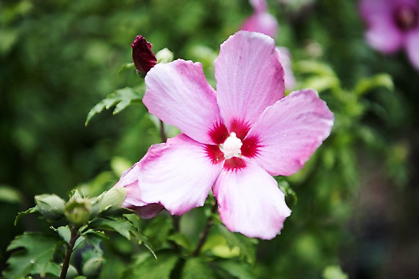 포토 JPG 주간 꽃잎 자연 풍경 근접촬영 사람없음 야외 아웃포커스 꽃봉오리 무궁화 국내포토 자연요소 꽃 뷰포인트 촬영기법 생태계 파일형식