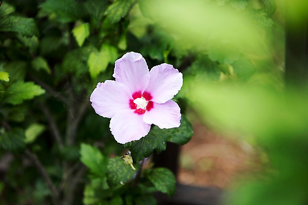 포토 JPG 주간 꽃잎 줄기 자연 풍경 근접촬영 사람없음 야외 아웃포커스 무궁화 국내포토 자연요소 식물 꽃 뷰포인트 촬영기법 생태계 파일형식