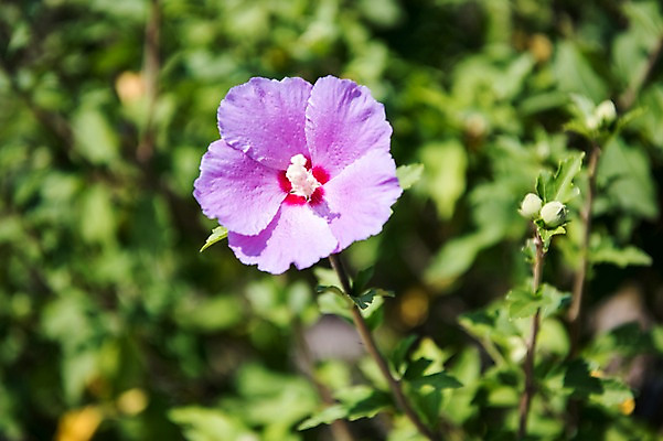 포토 JPG 주간 꽃잎 줄기 꽃밭 자연 풍경 사람없음 야외 수술 꽃봉오리 무궁화 국내포토 자연요소 식물 꽃 의학 치료 생태계 파일형식