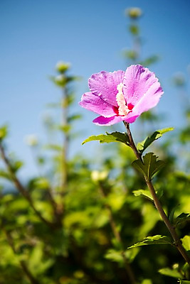 포토 JPG 주간 꽃잎 줄기 꽃밭 자연 풍경 사람없음 야외 꽃봉오리 무궁화 국내포토 자연요소 식물 꽃 생태계 파일형식