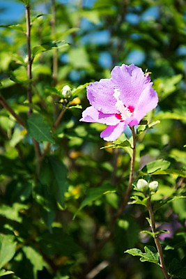포토 JPG 주간 꽃잎 줄기 꽃밭 자연 풍경 사람없음 야외 꽃봉오리 무궁화 국내포토 자연요소 식물 꽃 생태계 파일형식