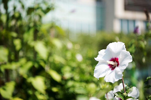 포토 JPG 주간 꽃잎 꽃밭 자연 풍경 근접촬영 사람없음 야외 아웃포커스 무궁화 국내포토 자연요소 꽃 뷰포인트 촬영기법 생태계 파일형식