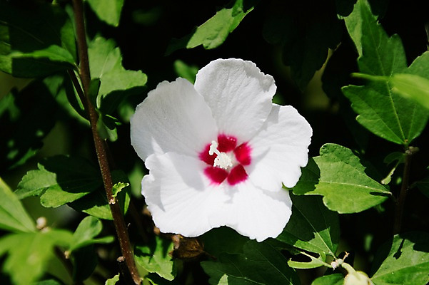 포토 JPG 주간 꽃잎 줄기 자연 풍경 근접촬영 사람없음 야외 무궁화 국내포토 자연요소 식물 꽃 뷰포인트 생태계 파일형식