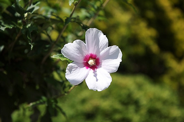 포토 JPG 주간 꽃잎 줄기 자연 풍경 근접촬영 사람없음 야외 무궁화 국내포토 자연요소 식물 꽃 뷰포인트 생태계 파일형식