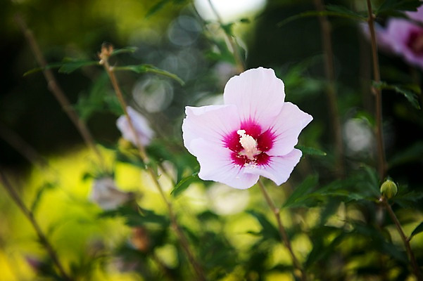 포토 JPG 주간 꽃잎 줄기 자연 풍경 사람없음 야외 아웃포커스 꽃봉오리 무궁화 국내포토 자연요소 식물 꽃 촬영기법 생태계 파일형식