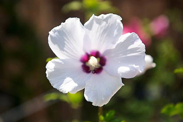 포토 JPG 주간 꽃잎 자연 풍경 근접촬영 사람없음 야외 아웃포커스 무궁화 국내포토 자연요소 꽃 뷰포인트 촬영기법 생태계 파일형식