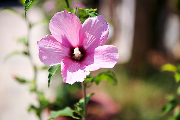 포토 JPG 주간 꽃잎 줄기 자연 풍경 근접촬영 사람없음 야외 아웃포커스 무궁화 국내포토 자연요소 식물 꽃 뷰포인트 촬영기법 생태계 파일형식
