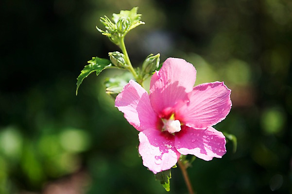 포토 JPG 주간 꽃잎 줄기 자연 풍경 사람없음 야외 아웃포커스 이슬 꽃봉오리 무궁화 국내포토 자연요소 식물 꽃 촬영기법 생태계 파일형식