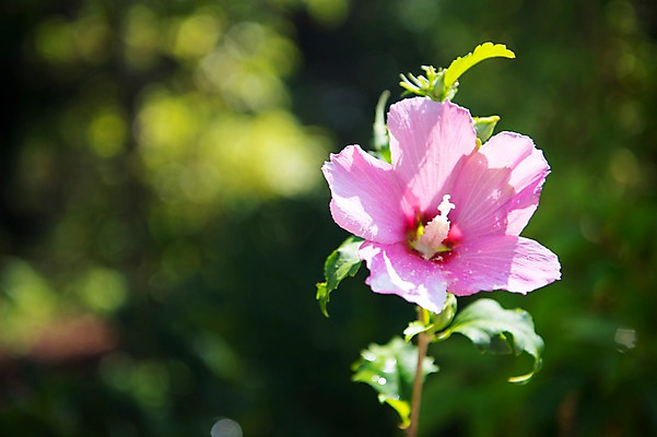 포토 JPG 주간 꽃잎 줄기 자연 풍경 사람없음 야외 아웃포커스 무궁화 국내포토 자연요소 식물 꽃 촬영기법 생태계 파일형식