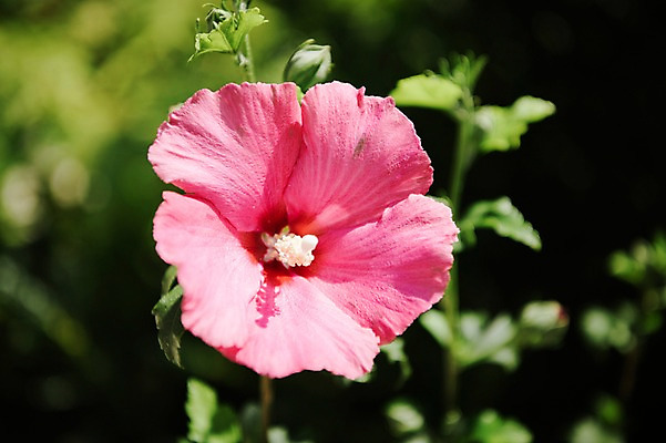 포토 JPG 주간 꽃잎 줄기 자연 풍경 근접촬영 사람없음 야외 아웃포커스 무궁화 국내포토 자연요소 식물 꽃 뷰포인트 촬영기법 생태계 파일형식
