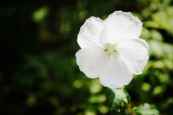포토 JPG 주간 꽃잎 자연 풍경 근접촬영 사람없음 야외 아웃포커스 흰색 무궁화 국내포토 자연요소 꽃 뷰포인트 컬러 촬영기법 생태계 파일형식