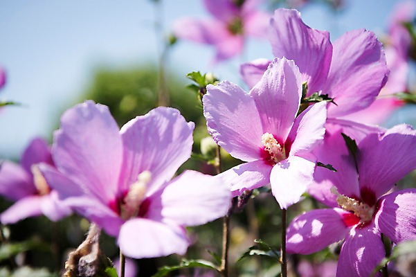 포토 JPG 주간 꽃잎 줄기 자연 풍경 근접촬영 사람없음 야외 무궁화 국내포토 자연요소 식물 꽃 뷰포인트 생태계 파일형식