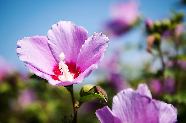 포토 JPG 주간 꽃잎 자연 풍경 근접촬영 사람없음 야외 아웃포커스 무궁화 국내포토 자연요소 꽃 뷰포인트 촬영기법 생태계 파일형식