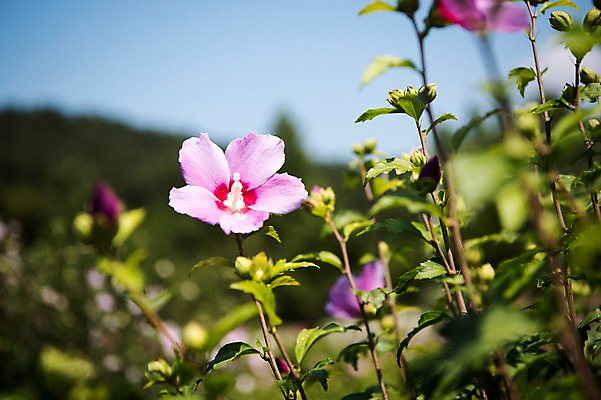 포토 JPG 주간 꽃잎 줄기 자연 풍경 사람없음 야외 아웃포커스 꽃봉오리 무궁화 국내포토 자연요소 식물 꽃 촬영기법 생태계 파일형식