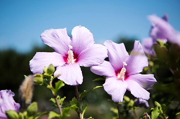 포토 JPG 주간 꽃잎 줄기 자연 풍경 근접촬영 사람없음 야외 아웃포커스 꽃봉오리 무궁화 국내포토 자연요소 식물 꽃 뷰포인트 촬영기법 생태계 파일형식
