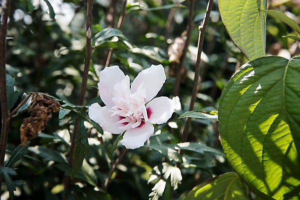 포토 JPG 주간 꽃잎 줄기 자연 풍경 근접촬영 사람없음 야외 햇빛 무궁화 국내포토 자연요소 식물 꽃 뷰포인트 태양 생태계 파일형식