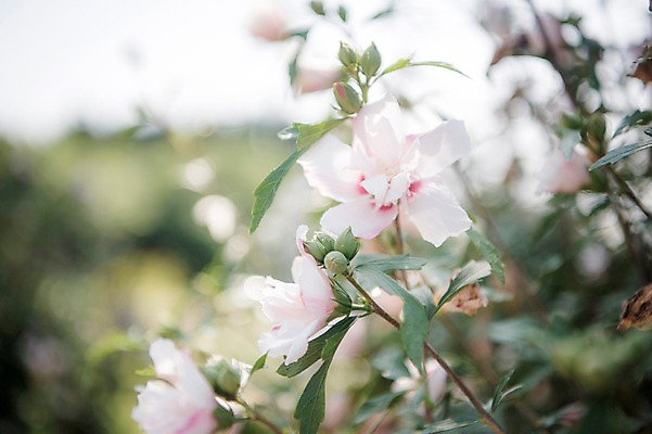 포토 JPG 주간 꽃잎 줄기 자연 풍경 근접촬영 사람없음 야외 아웃포커스 꽃봉오리 무궁화 국내포토 자연요소 식물 꽃 뷰포인트 촬영기법 생태계 파일형식