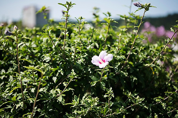 포토 JPG 주간 줄기 자연 풍경 사람없음 야외 무궁화 국내포토 자연요소 식물 꽃 생태계 파일형식
