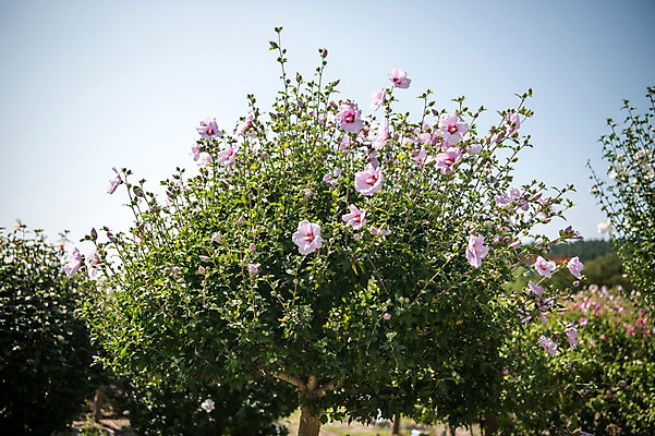 포토 JPG 주간 나무 꽃잎 자연 하늘 풍경 사람없음 야외 무궁화 국내포토 자연요소 식물 꽃 생태계 파일형식