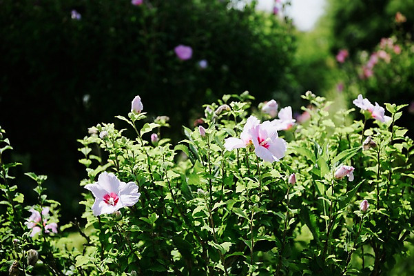 포토 JPG 주간 꽃잎 줄기 자연 풍경 사람없음 야외 무궁화 국내포토 자연요소 식물 꽃 생태계 파일형식