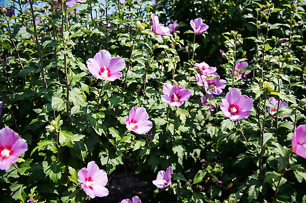 포토 JPG 주간 꽃잎 꽃밭 자연 풍경 사람없음 야외 무궁화 국내포토 자연요소 꽃 생태계 파일형식