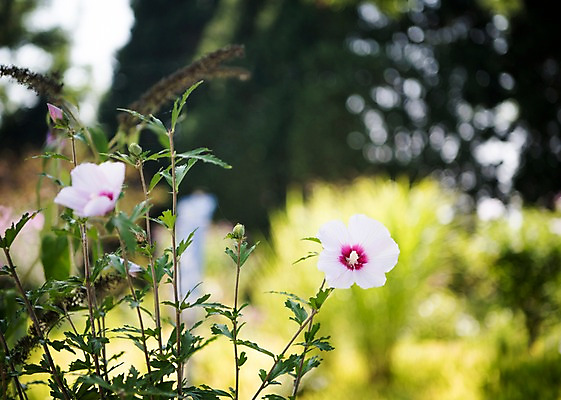 포토 JPG 주간 꽃잎 줄기 자연 풍경 사람없음 야외 아웃포커스 꽃봉오리 무궁화 국내포토 자연요소 식물 꽃 촬영기법 생태계 파일형식