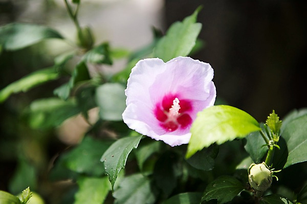 포토 JPG 주간 꽃잎 자연 풍경 사람없음 야외 아웃포커스 꽃봉오리 무궁화 국내포토 자연요소 꽃 촬영기법 생태계 파일형식