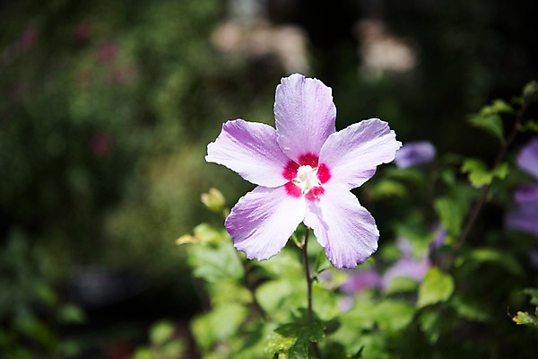 포토 JPG 주간 꽃잎 줄기 자연 풍경 근접촬영 사람없음 야외 아웃포커스 무궁화 국내포토 자연요소 식물 꽃 뷰포인트 촬영기법 생태계 파일형식