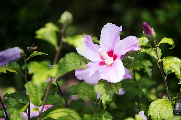 포토 JPG 주간 꽃잎 줄기 자연 풍경 사람없음 야외 아웃포커스 꽃봉오리 무궁화 국내포토 자연요소 식물 꽃 촬영기법 생태계 파일형식