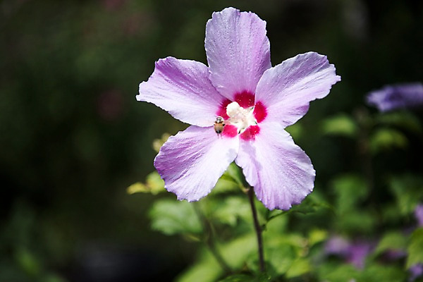 포토 JPG 주간 꽃잎 줄기 자연 풍경 근접촬영 사람없음 야외 아웃포커스 무궁화 국내포토 자연요소 식물 꽃 뷰포인트 촬영기법 생태계 파일형식