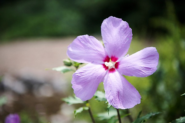 포토 JPG 주간 꽃잎 자연 풍경 근접촬영 사람없음 야외 아웃포커스 무궁화 국내포토 자연요소 꽃 뷰포인트 촬영기법 생태계 파일형식