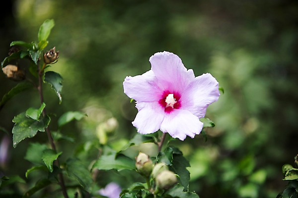 포토 JPG 주간 자연 풍경 근접촬영 사람없음 야외 아웃포커스 꽃봉오리 무궁화 국내포토 자연요소 꽃 뷰포인트 촬영기법 생태계 파일형식
