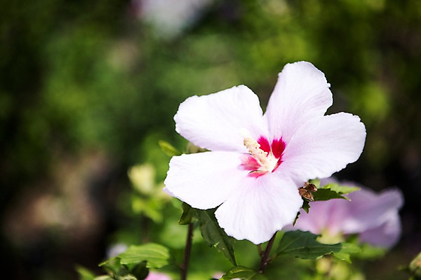 포토 JPG 주간 꽃잎 자연 풍경 근접촬영 사람없음 야외 아웃포커스 무궁화 국내포토 자연요소 꽃 뷰포인트 촬영기법 생태계 파일형식