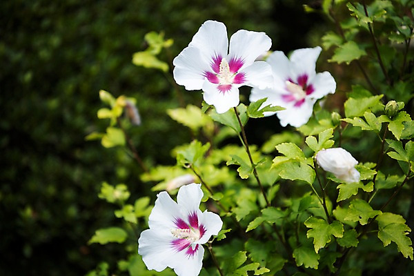 포토 JPG 주간 꽃잎 자연 풍경 사람없음 야외 아웃포커스 꽃봉오리 무궁화 국내포토 자연요소 꽃 촬영기법 생태계 파일형식