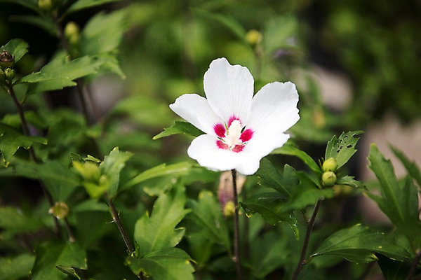 포토 JPG 주간 꽃잎 자연 풍경 사람없음 야외 아웃포커스 나뭇가지 꽃봉오리 무궁화 국내포토 자연요소 나무 꽃 촬영기법 생태계 파일형식