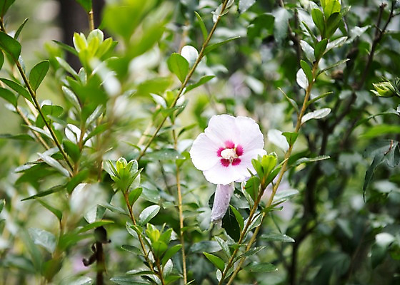 포토 JPG 주간 꽃잎 자연 풍경 사람없음 야외 나뭇가지 무궁화 국내포토 자연요소 나무 꽃 생태계 파일형식