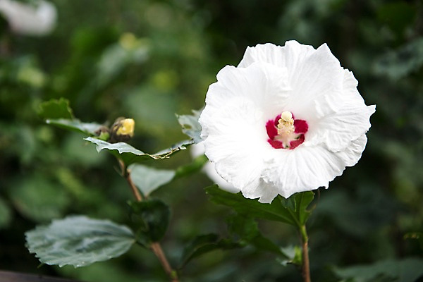 포토 JPG 주간 꽃잎 자연 풍경 근접촬영 사람없음 야외 흰색 꽃봉오리 무궁화 국내포토 자연요소 꽃 뷰포인트 컬러 생태계 파일형식