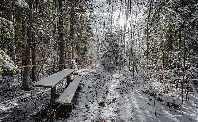 포토 JPG 해외이미지 나무 공원 잎 겨울 벤치 자국 그림자 사람없음 야외 목재 빛 햇빛 태양 맑음 침묵 추위 흰색 시골 신선 숲 서리 해외202004 해외포토 자연요소 식물 계절 공공시설 컬러 의자 재료 날씨 소리 파일형식 이미지허브