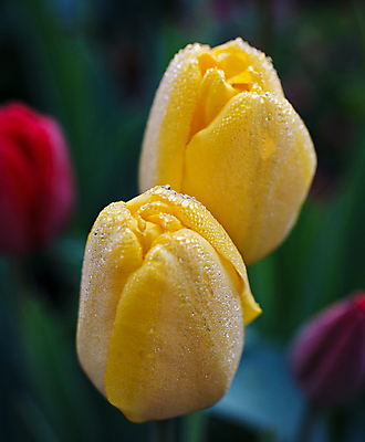 포토 JPG 해외이미지 식물 계절 공원 꽃잎 꽃 분홍색 꽃다발 백그라운드 잎 꽃무늬 패턴 자연 부활절 사랑 사람 사람없음 야외 장식 빨간색 초록색 물 여름 빛 노란색 머리 정원 봄 젖음 튤립 성장 벚꽃 생일 떨어짐 이슬 자르기 해외202004 해외포토 자연요소 공공시설 기념일 감정 컬러 컨셉 무늬 모션 신체부위 생태계 파일형식 이미지허브