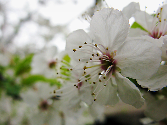 포토 JPG 해외이미지 나무 식물 계절 꽃 아시아 잎 자연 하늘 사람없음 야외 초록색 일본 봄 성장 벚꽃 나뭇가지 신선 체리 시작 서식지 동쪽 내추럴 해외202004 해외포토 나라 컬러 과일 방향 생태계 파일형식 이미지허브