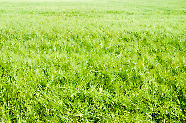 포토 JPG 해외이미지 나무 식물 계절 지구 줄기 백그라운드 컨셉 잎 밭 농업 채소 자연 새로움 씨앗 사람없음 야외 초록색 물 농장 새싹 환경 정원 희망 흙 봄 성장 신선 그룹 작음 땅 유기농 원예 뿌리 먼지 내추럴 개발 돌봄 땅바닥 모종 묘목 밭일 생태학 세련 해외202004 해외포토 자연요소 웰빙 교육 감정 산업 컬러 모션 바닥 취미 크기 생태계 파일형식 이미지허브