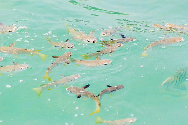 포토 JPG 해외이미지 나무 동물 디자인 꽃 야생동물 바다 여행 백그라운드 일러스트 학교 자연 하늘 휴가 함께함 이집트 어류 풍경 사람없음 빨간색 초록색 물 파란색 컬러풀 햇빛 태양 환경 수중 수영 그룹 산호 아래 생태계 다이빙 암초 내추럴 깊이 해외202004 해외포토 자연요소 식물 교육 컬러 컨셉 아프리카 수중동물 수상스포츠 자포동물 방향 위치 수중스포츠 파일형식 이미지허브